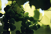 Grapes Of This Year